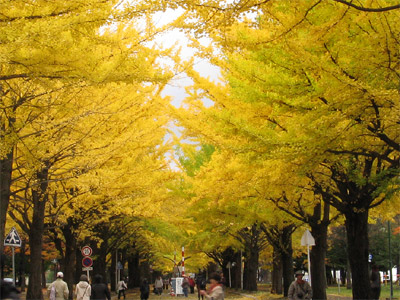 クラーク博士も訪れた「北海道大学」